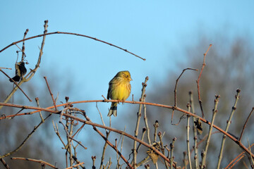 A portrait of a male yellowhammer sitting on a leafless branch and lit by sunshine, blue sky and blurred trees in the background