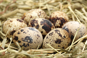 quail eggs  background