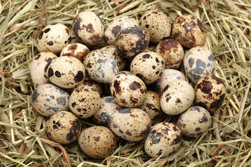 Naklejka na ściany i meble quail eggs in a basket