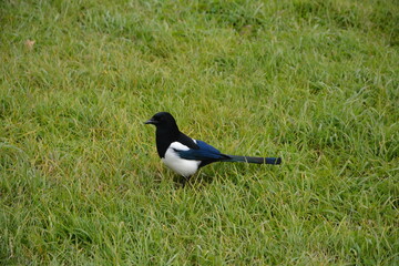 A magpie sitting in the grass