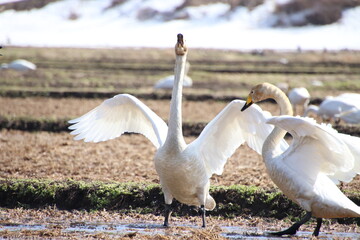 swans on the lake