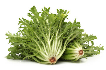 Escarole Endive on a white background