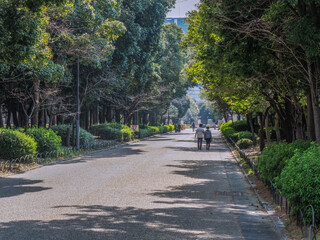 公園の並木道