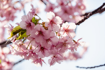 河津桜　満開