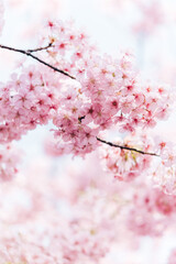 河津桜　満開