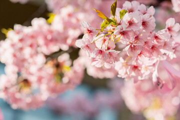Fototapeta premium 河津桜 満開