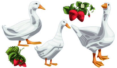 A set of hand-drawn ducks. Breed of Pekin duck