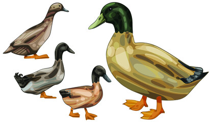 A set of hand-drawn ducks. Breed of Khaki campbell
