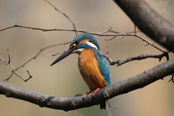 野鳥の宝石と言われているカワセミの写真