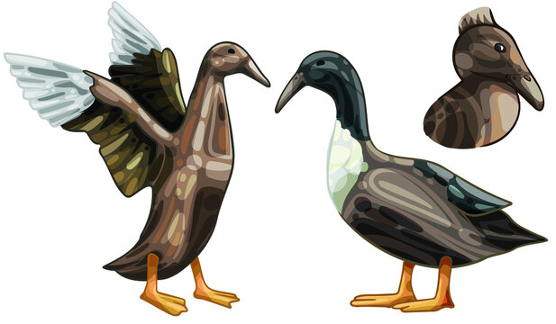 A set of hand-drawn ducks. Breed of Hooked billed duck
