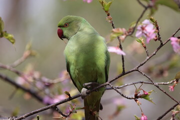 桜の木の中で遊んでいるホンセイインコの写真