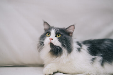 A long-haired cat is playing on the sofa