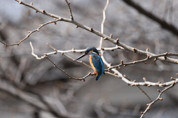 野鳥の宝石と言われているカワセミの写真