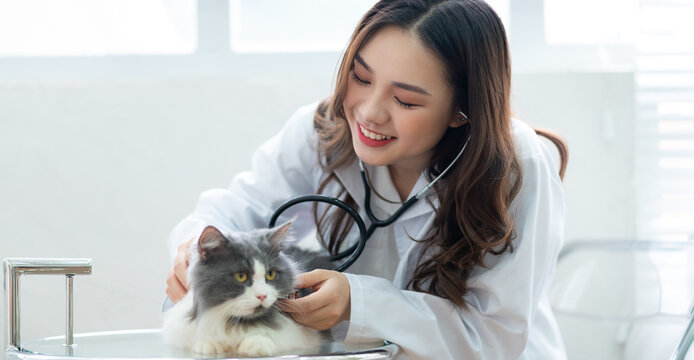 Asian Female Veterinarian Examining A Cat's Medical Condition