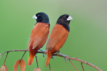 sweet pair of chestnut munia perching close to each other during breeding season in Thailand