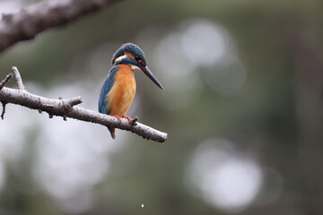 野鳥の宝石と言われているカワセミの写真