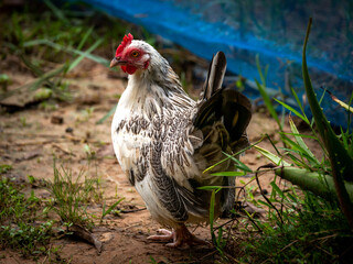 White Bantam Mixed with Folk Chicken Who Walking