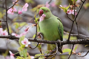 桜の木の中で遊んでいるホンセイインコの写真