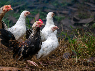 White Bantam Mixed with Folk Chicken Who Walking