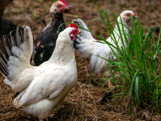 White Bantam Mixed with Folk Chicken Who Walking