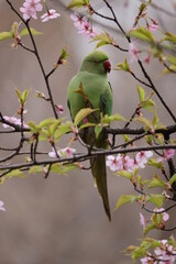 桜の木の中で遊んでいるホンセイインコの写真