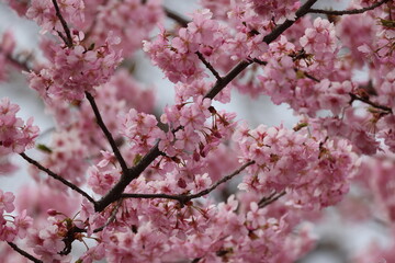ちょっと早起きの桜の写真