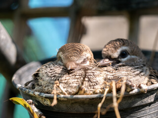 Little Doves Resting in Pot