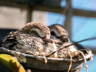 Little Doves Resting in Pot