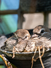 Little Doves Resting in Pot