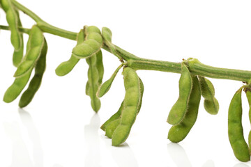 Fresh soybean with pod and leaf