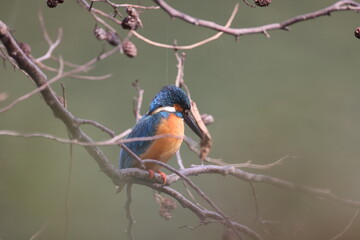 野鳥の宝石と言われているカワセミの写真