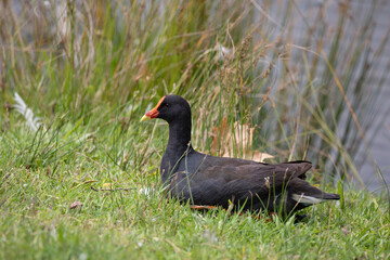 Fototapeta premium Dusky Moorhen (Gallinula tenebrosa): a black waterfowl bird with a red beak.