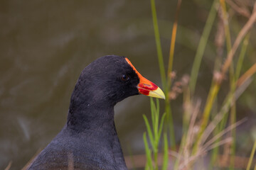 Dusky Moorhen (Gallinula tenebrosa): a black waterfowl bird with a red beak.