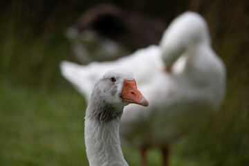 A closeup photo of a suspicious wild white goose