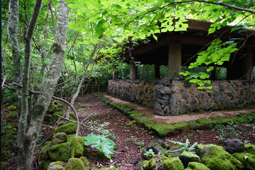 hut in summer forest