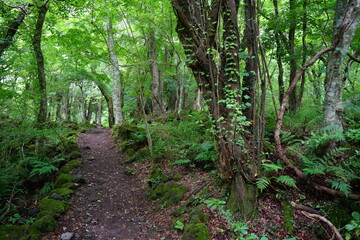 mossy rocks and old trees in thick wild forest