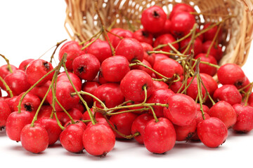 Hawthorn on a white background 