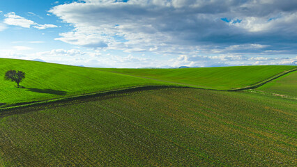 Lone bare tree on the green sown field, hilly landscape in Viotia, Greece.
