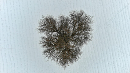 Field under snow. Bare tree in the shape of heart, top view. 
