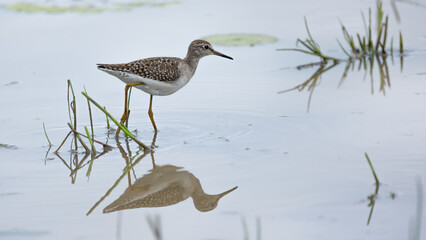 Wood sanspiper at a waterhole