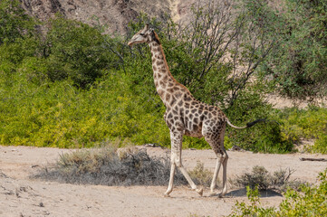 Impression of an Angolan Giraffe - Giraffa giraffa angolensis – wandering through the desert in...