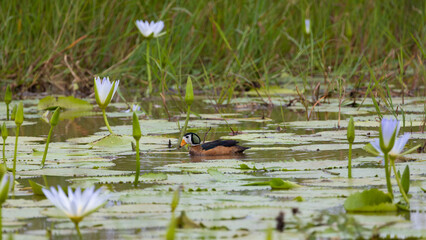 An African pygmy goose male