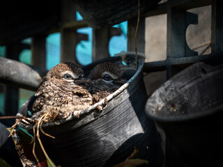 Obraz premium Little Doves Nesting in The Pot
