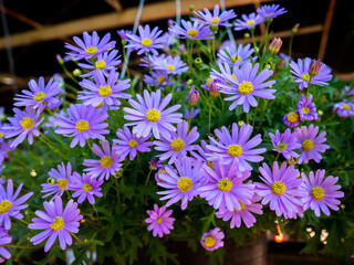 Purple Daisies Flowers Blooming and Hanging