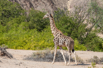 Obraz premium Impression of an Angolan Giraffe - Giraffa giraffa angolensis – wandering through the desert in north western, Namibia.