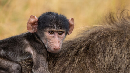 a chacma baboon baby on the mother's back