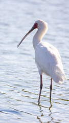African spoonbill in a waterhole