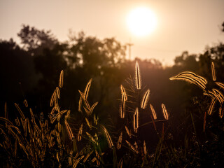 Silhouette Grass Flowers Field in The Countryside