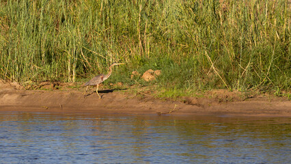 A purple heron on the move