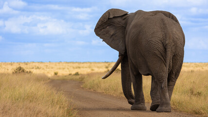 Naklejka na ściany i meble A Big bull African elephant with blue sky background